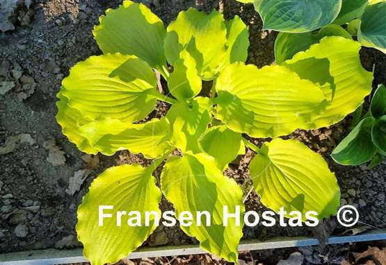 Hosta Seven Year Itch